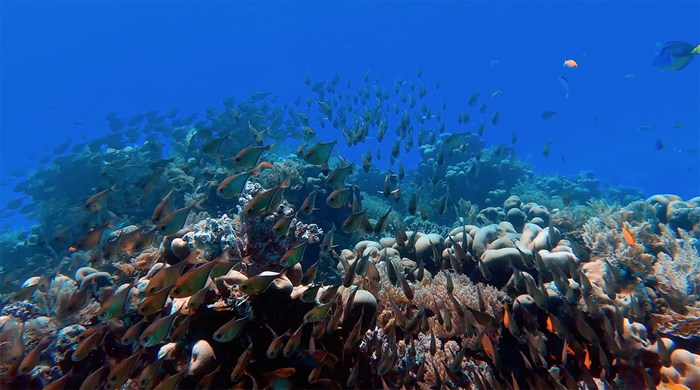 Corals_Changing Ocean Asia