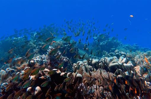 Why Resilient Urban Coral Reefs could Hold the Key to Future Ocean Health in Southeast Asia