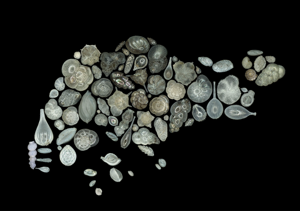 cosscienceart_competition_2020 (1)