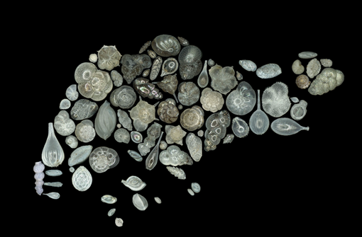 Singapore's Microfossils in Award-Winning Photographs