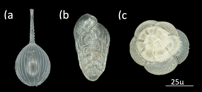 foram_types foram_types