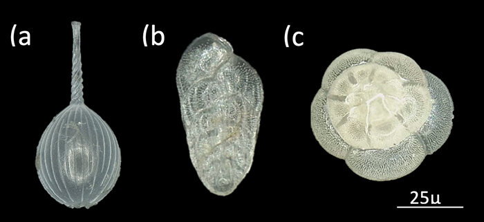 foram_types