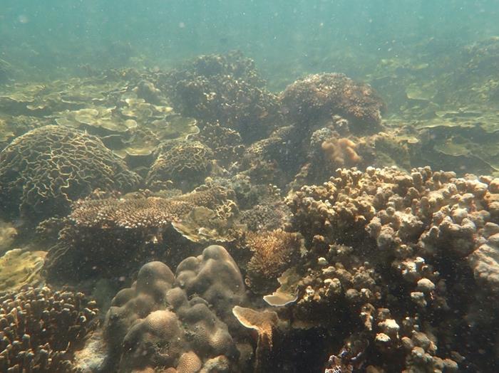 Shallow-water coral communities in Singapore. These habitats offer greater amounts of sunlight and the strong tidal currents remove excess sediments (Source: Kyle Morgan/Earth Observatory of Singapore)