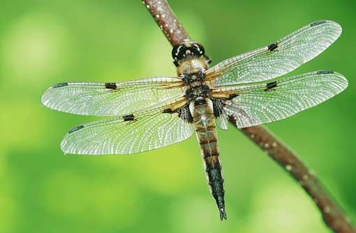 Understanding and forecasting insect population change
