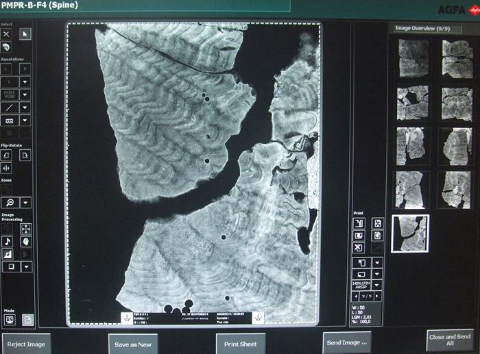 x-ray of coral_Jedrzej Majewski