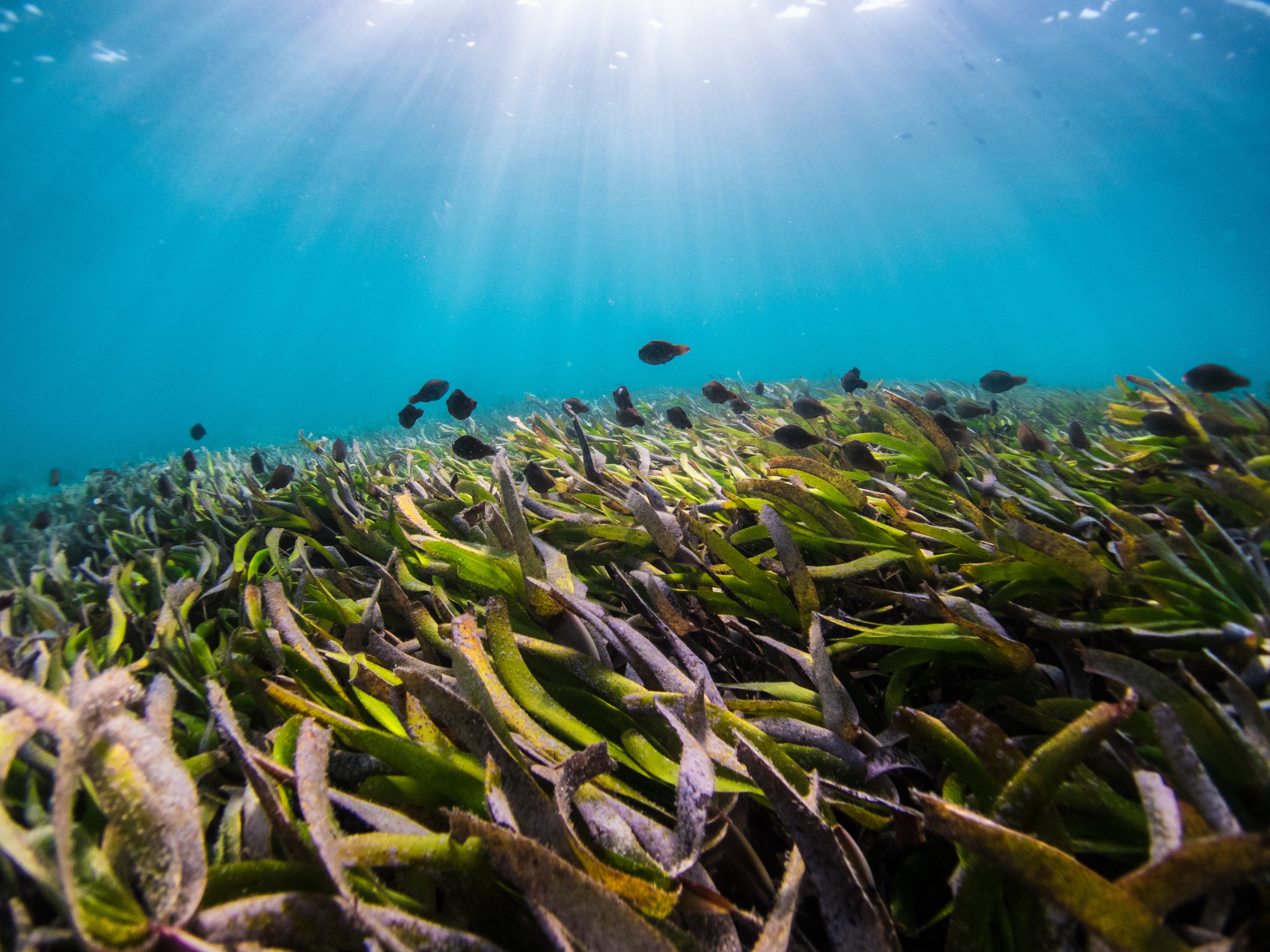 Seagrasses provide a range of ecosystem services to many regions in the world, including in Shark Bay (Source: Benjamin L. Jones/Unsplash)