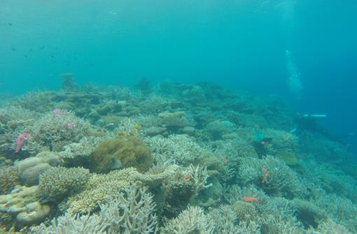 Coral Reef Geomorphology