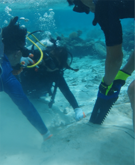 Reconstructing the history of sea surface temperature using fossil corals from the Maldives