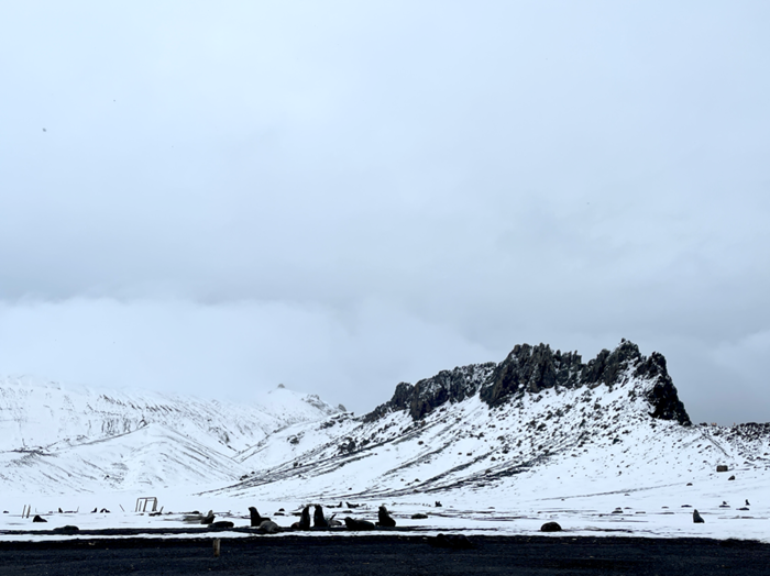 Fur Seals