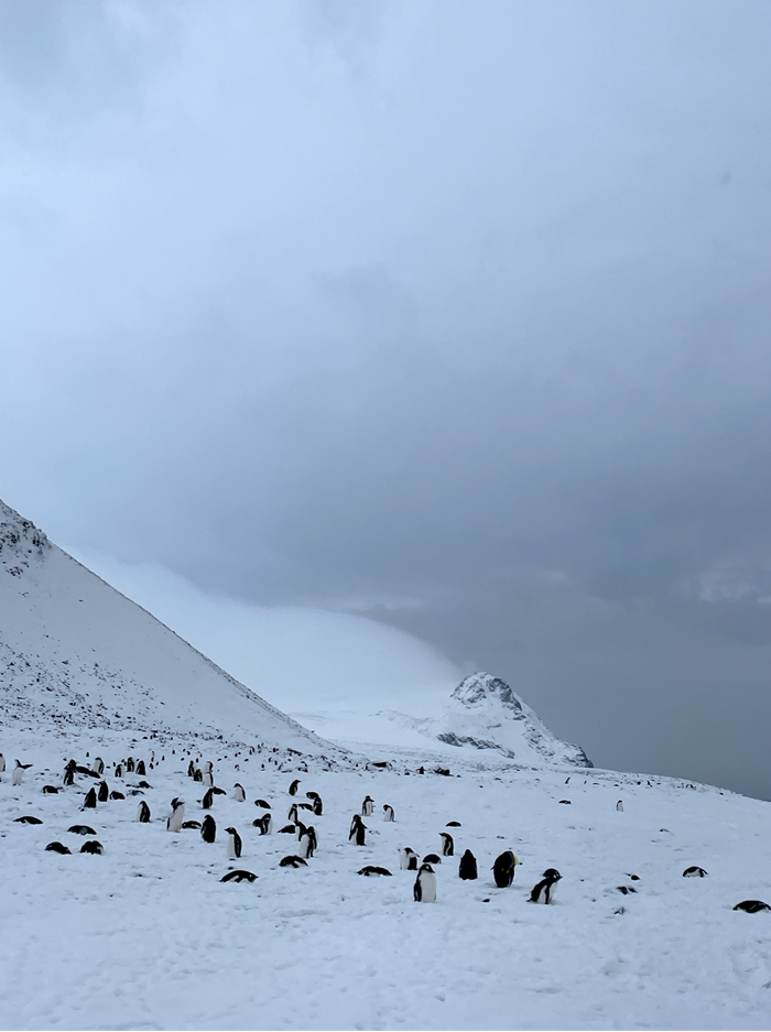 Gentoo Penguin Colony