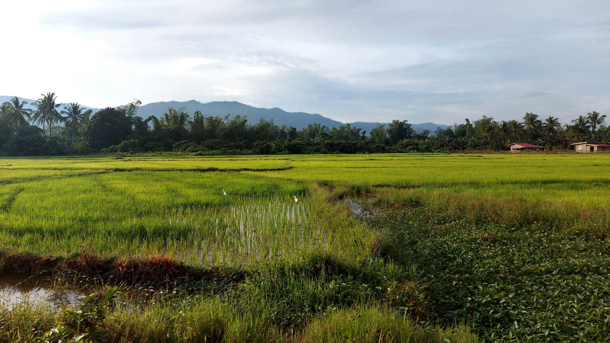 Image10_rricefields in San Vicente