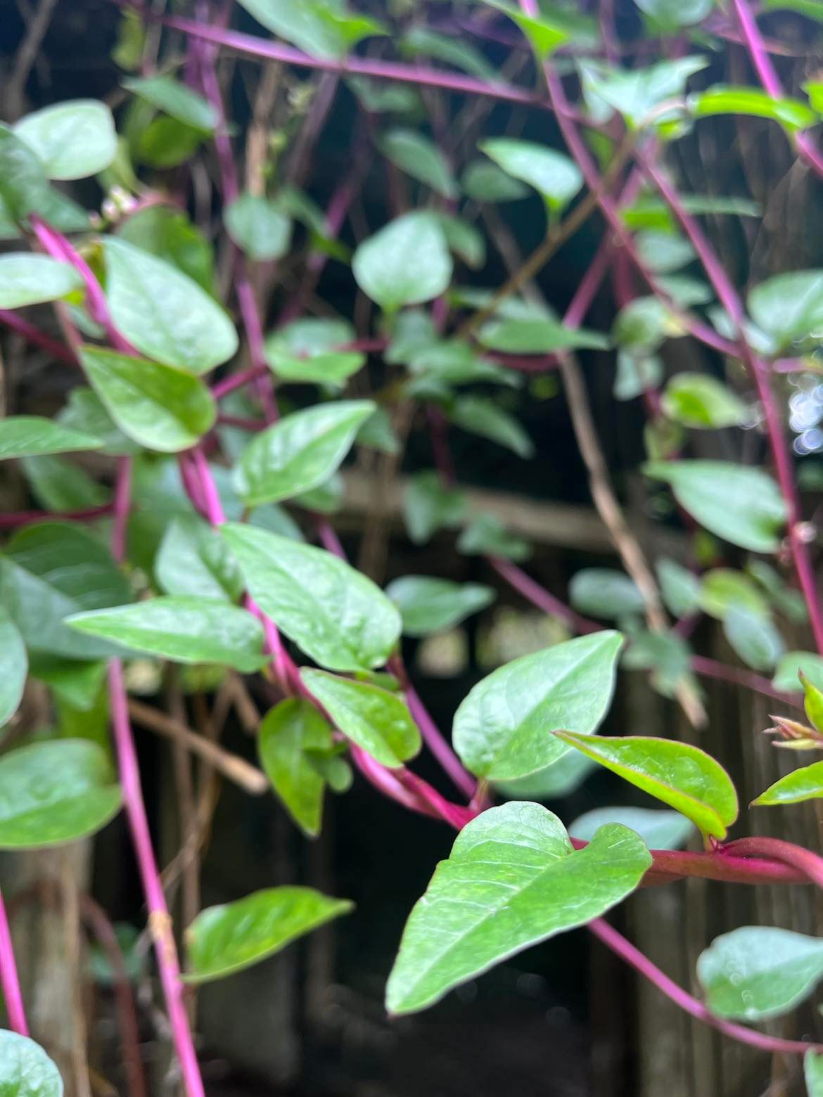 Image4_Minda_alugbati