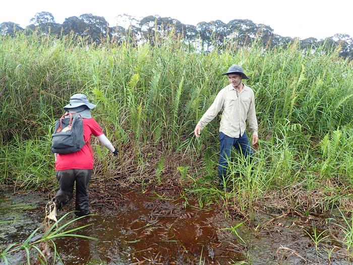 Ms Tay and Dr Ulloa trekking through a swampy route (Source: Sang-Ho Yun/Earth Observatory of Singapore)