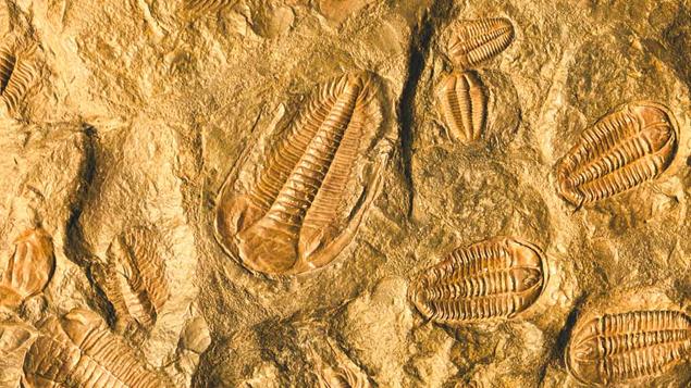 What is a fossil and what are they used for?