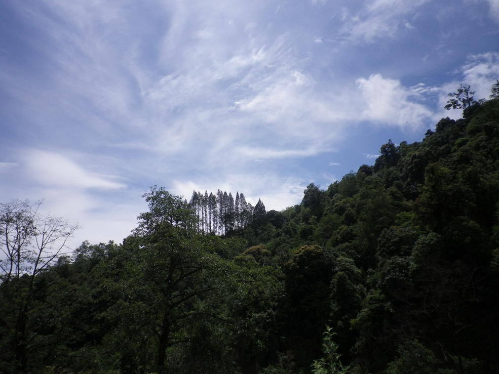 Dignified Forests - Pristine forests are ubiquitous in Bhutan (Source: Skye Lee)