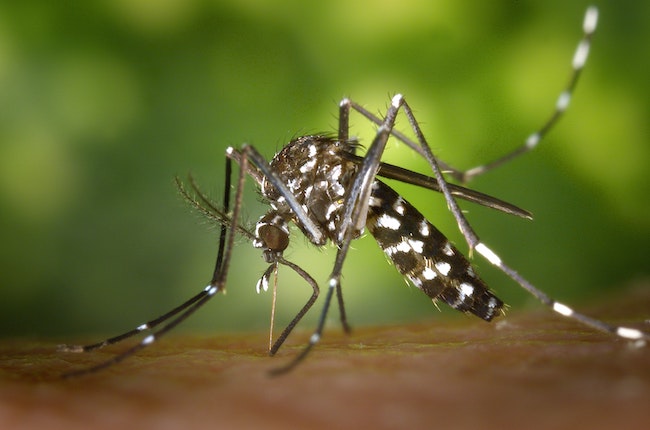 The dengue fever outbreak in 2020, surprisingly, had the same number of fatalities as COVID-19 in 2020 (Image source: Pexels)