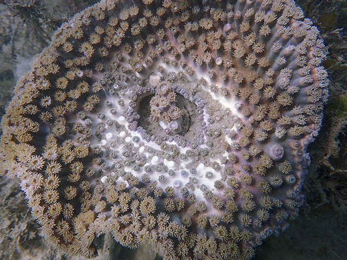A partially bleached Turbinaria coral in Singapore with fine sediment covering the inner surface (Source: Molly Moynihan/Earth Observatory of Singapore)