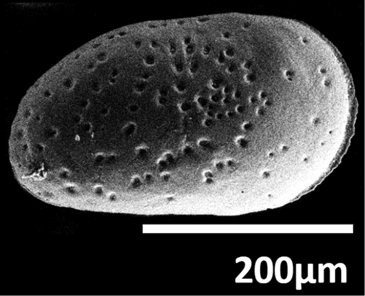 Scanning electron microscope image of Sinocytheridea impressa, a species of ostracod, with its left valve in exterior view (Source: Christabel Tan) Scanning electron microscope image of Sinocytheridea impressa, a species of ostracod, with its left valve in exterior view (Source: Christabel Tan)