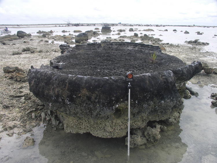 A coral microatoll on Simeuleue island used in the study to reconstruct land height changes before the 1861 earthquake that struck Indonesia (Source: Aron Meltzner/Earth Observatory of Singapore) A coral microatoll on Simeuleue island used in the study to reconstruct land height changes before the 1861 earthquake that struck Indonesia (Source: Aron Meltzner/Earth Observatory of Singapore)