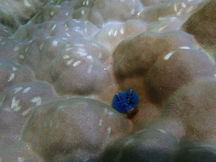 A Christmas tree worm boring into a Porites coral skeleton, on which white marks from fish bites can be seen (Source: Molly Moynihan/Earth Observatory of Singapore)