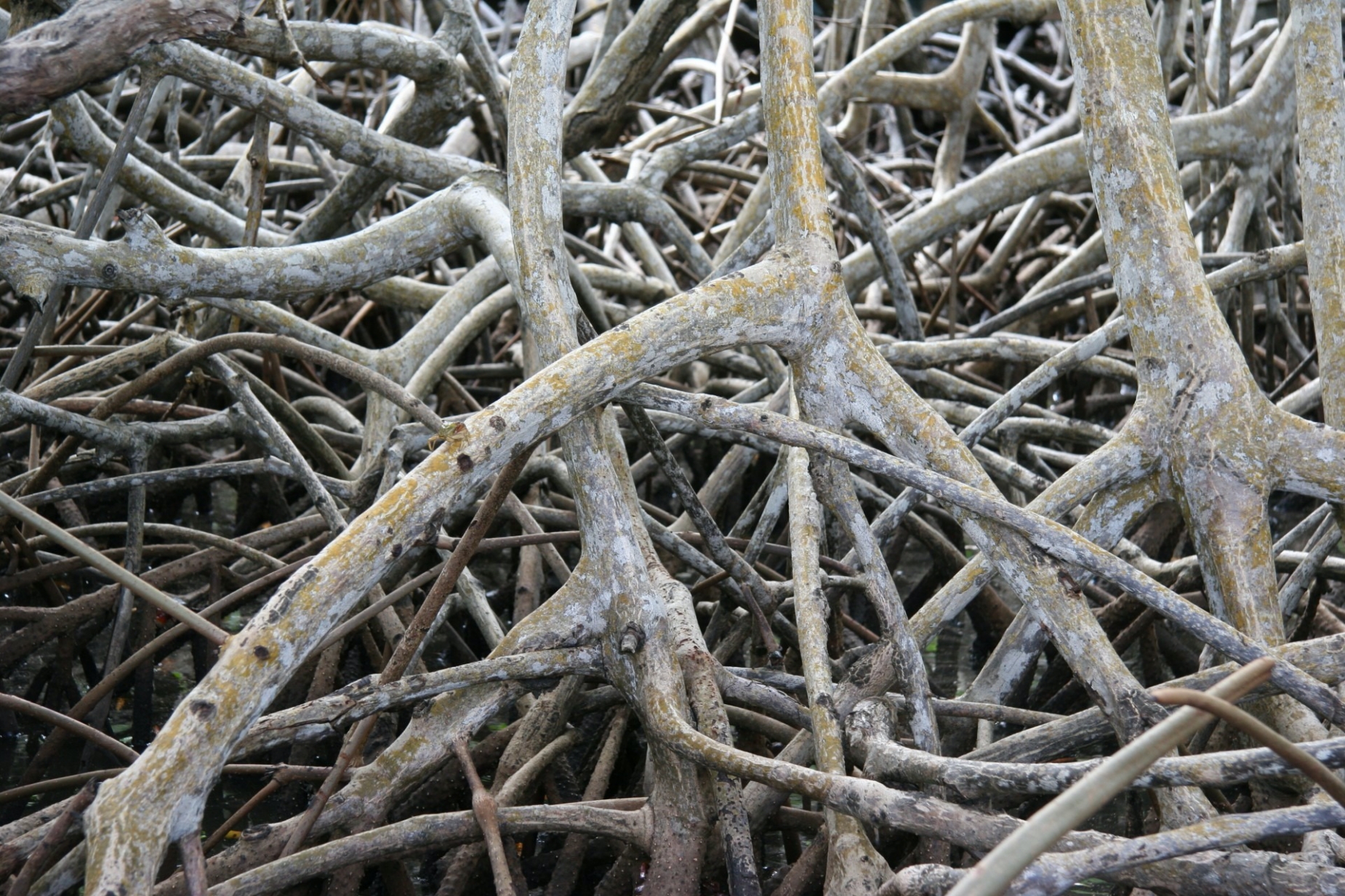 Mangroves can store twice as much carbon on a per-area basis as salt marshes (Source: Colibrispirit/Pixabay)