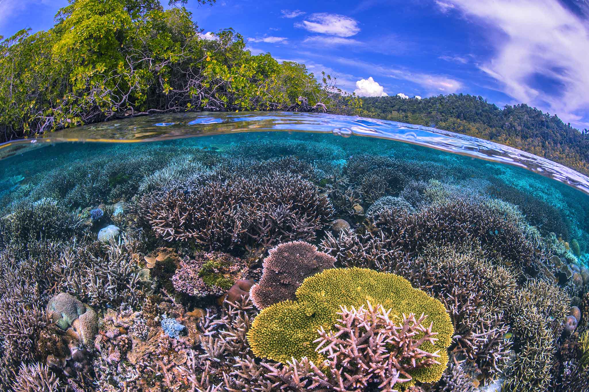 Raja Ampat is as spectacular above the water as it is below. But climate departure in the tropics is swiftly approaching, ushering in a new era where the abnormal has become normal and extremes are expected (Source: Michael Aw)