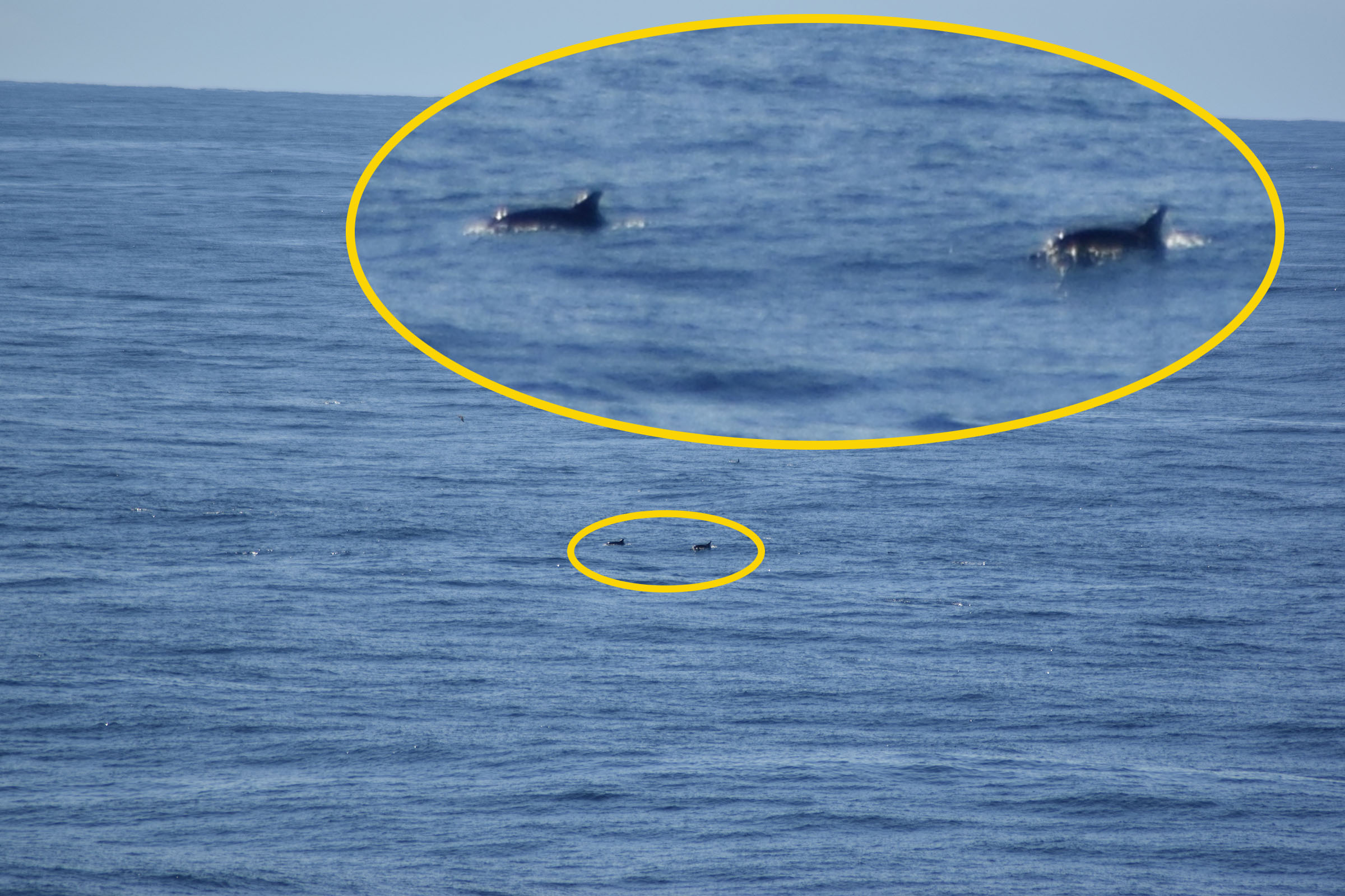The marine mammal observers make sure that there are no cetaceans in-sight within a 500 m radius of the vessel. This means that sometimes the mammals are difficult to spot (Source: Erwin Guillon)