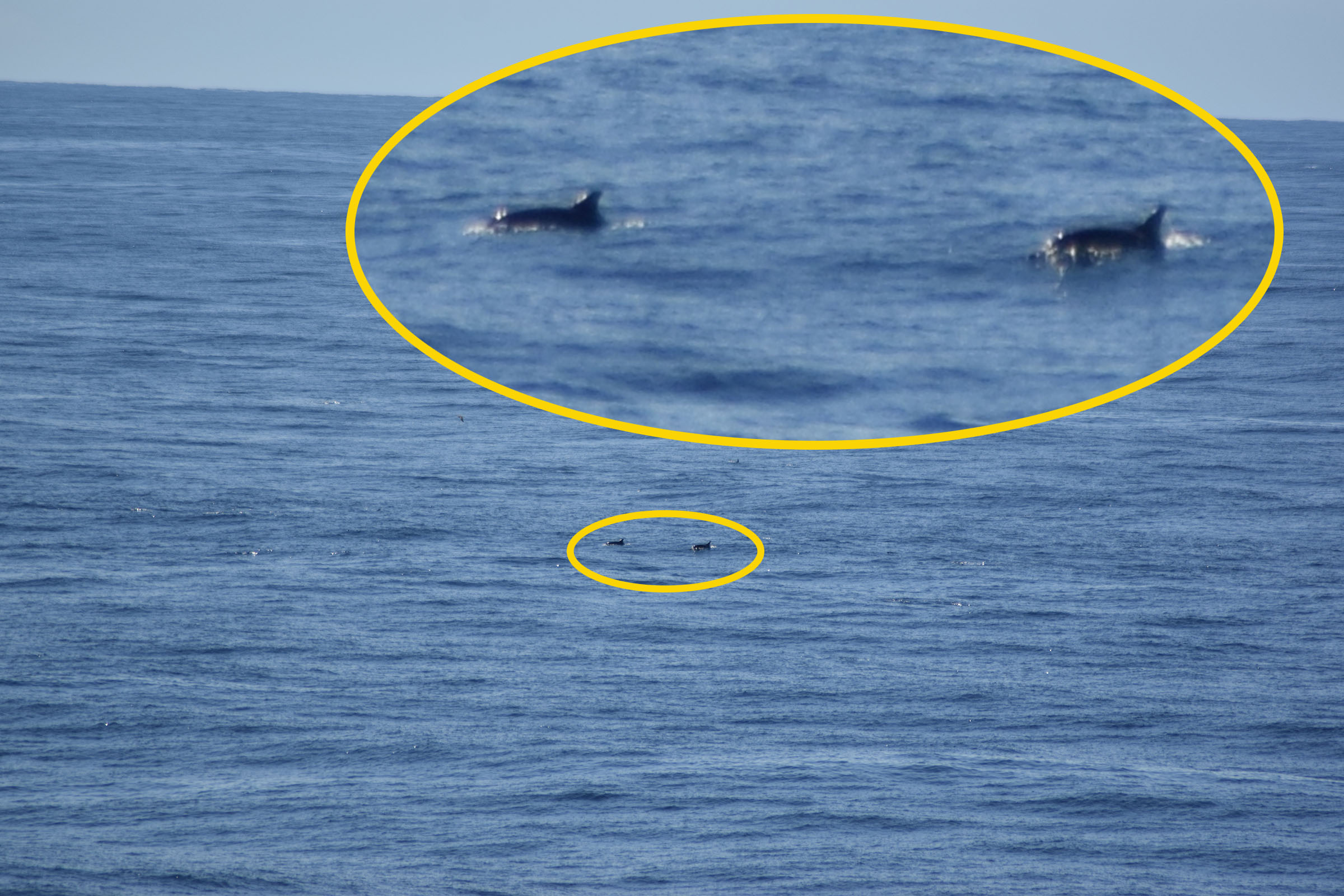 The marine mammal observers make sure that there are no cetaceans in-sight within a 500 m radius of the vessel. This means that sometimes the mammals are difficult to spot (Source: Erwin Guillon) The marine mammal observers make sure that there are no cetaceans in-sight within a 500 m radius of the vessel. This means that sometimes the mammals are difficult to spot (Source: Erwin Guillon)