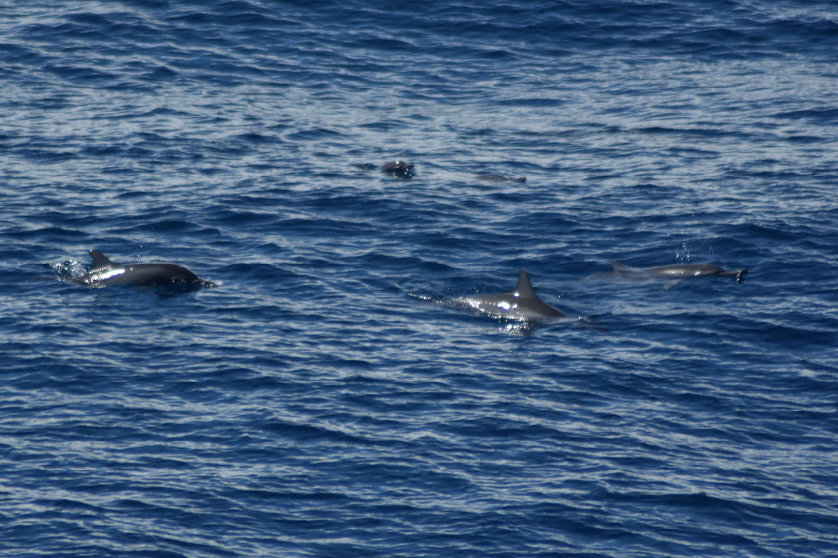 Dolphins were some of the cetaceans observed early in the expedition, when R/V Marion Dufresne was still close to shore (Source: Erwin Guillon) Dolphins were some of the cetaceans observed early in the expedition, when R/V Marion Dufresne was still close to shore (Source: Erwin Guillon)