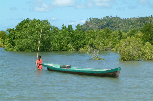 Rooting for a Solution to Sea-Level Rise