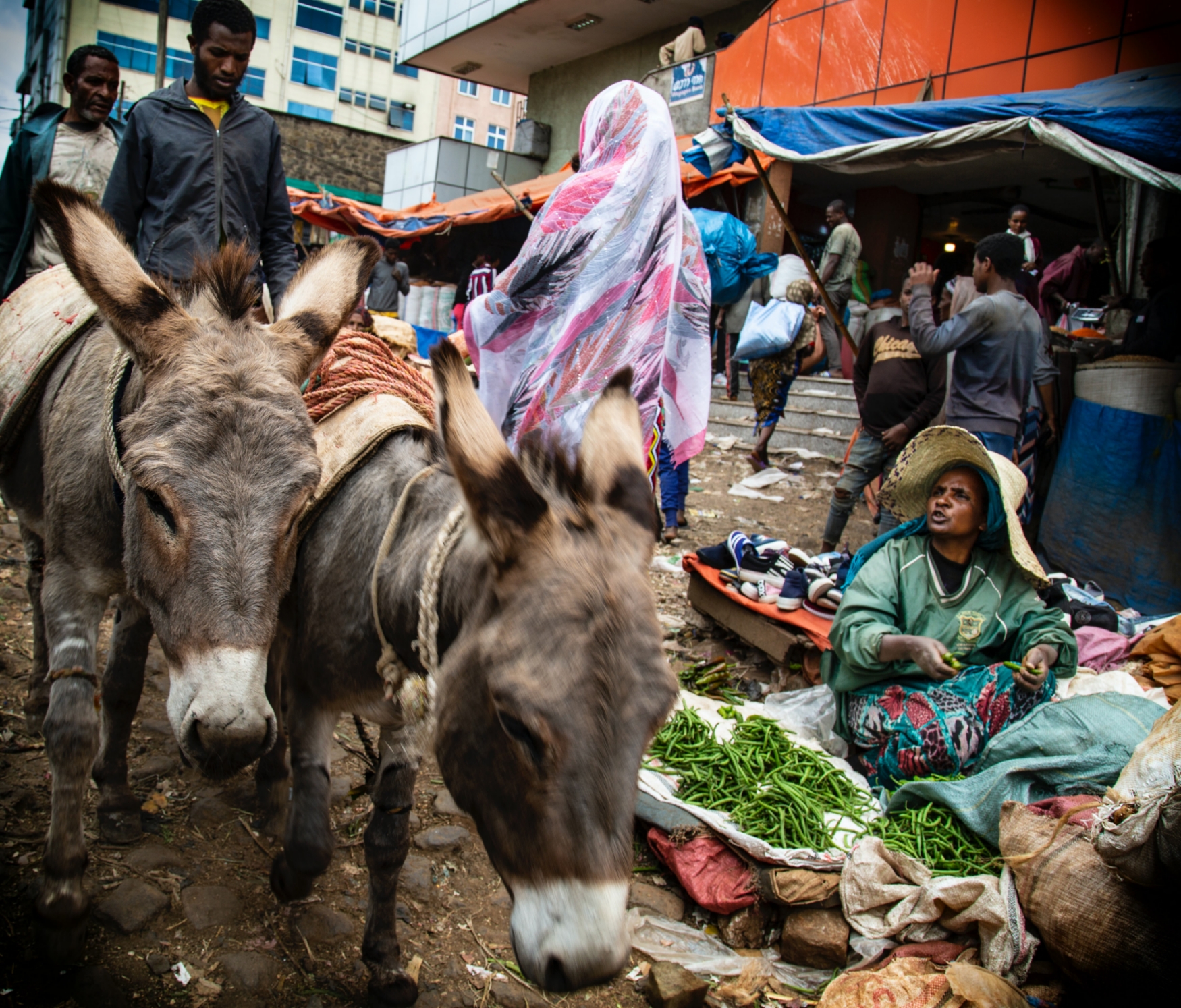 Outbreaks of animal-borne and other infectious diseases have risen as pathogens jump from humans to animals more often due to increased human-animal interactions (Source: Erik Hathaway/Unsplash)