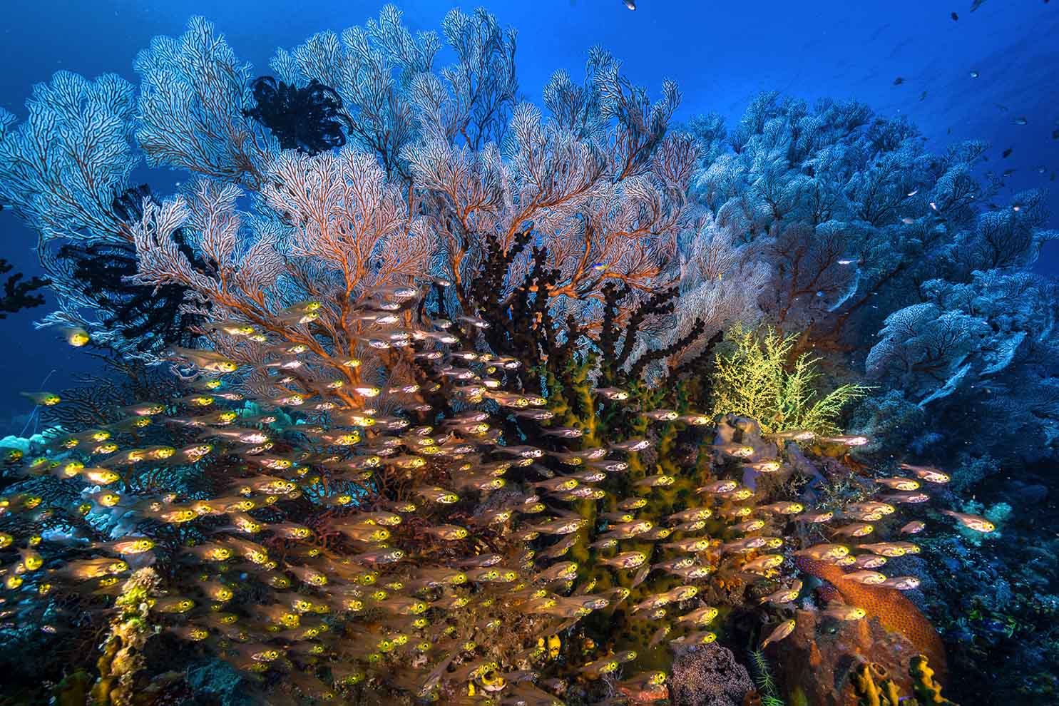 A dense school of glassfish crowds below a coral to shelter from the current. The extremely strong currents here serve as an important heat exchange mechanism that never allows water to stagnate, effectively buffering the area from the impacts of climate change. But this is no ordinary current. This is one of the strongest currents on the planet (Source: David Doubilet)