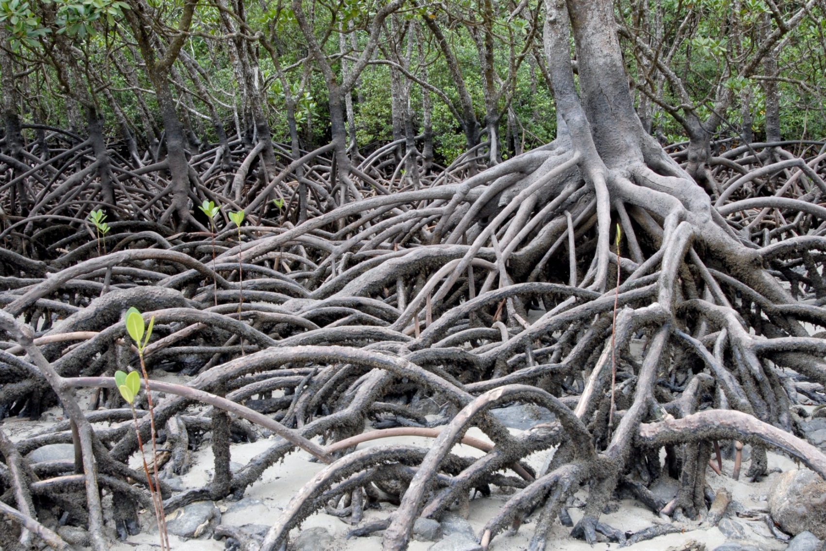 The distinctive tangle of a mangrove tree’s roots (Source: hbieser/Pixabay)