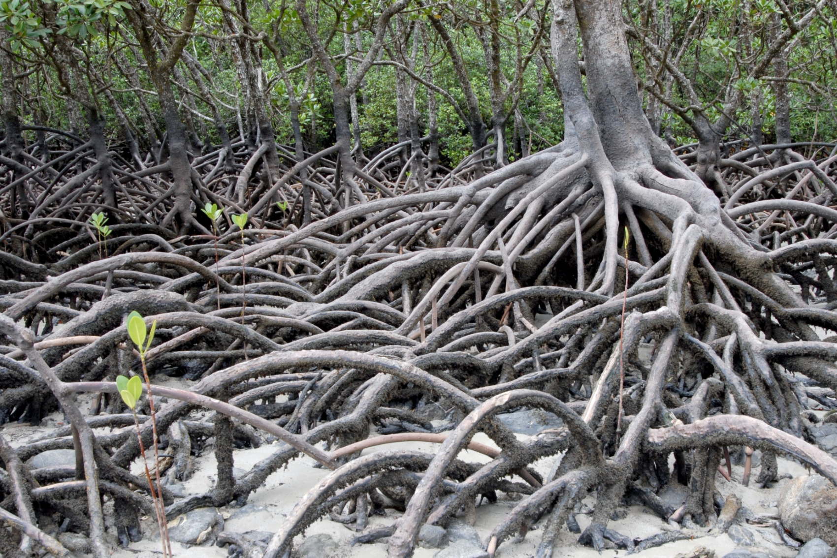 The distinctive tangle of a mangrove tree’s roots (Source: hbieser/Pixabay) The distinctive tangle of a mangrove tree’s roots (Source: hbieser/Pixabay)