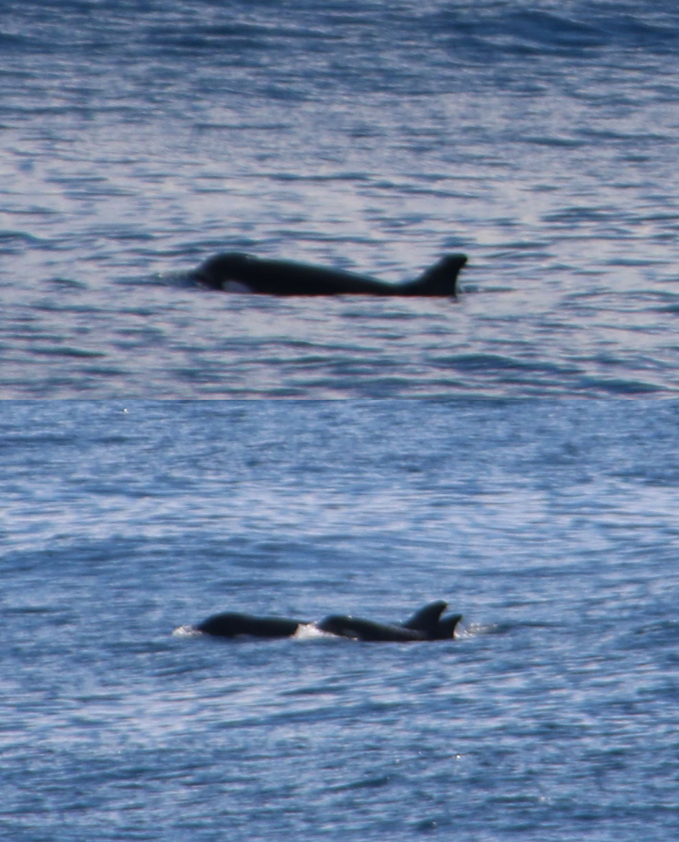 Dr Rebecca Jewell thought she had spotted some kind of blackfish. Upon reviewing her photographs, however, she identified the distinctive white spot around the eyes, indicative of killer whales (Source: Rebecca Jewell) Dr Rebecca Jewell thought she had spotted some kind of blackfish. Upon reviewing her photographs, however, she identified the distinctive white spot around the eyes, indicative of killer whales (Source: Rebecca Jewell)