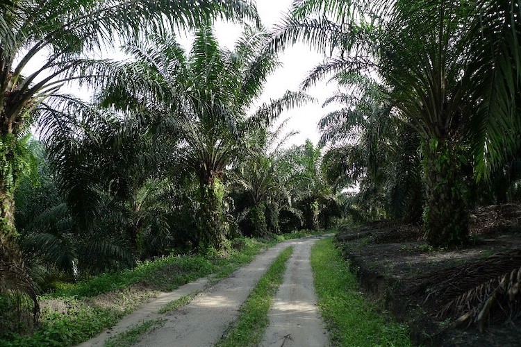 A palm oil plantation in Jambi, Indonesia (Source: Janice Lee/Earth Observatory of Singapore) A palm oil plantation in Jambi, Indonesia (Source: Janice Lee/Earth Observatory of Singapore)