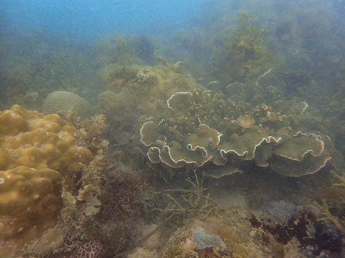 Kusu reef off the southern coast of Singapore (Source: Molly Moynihan/Earth Observatory of Singapore)