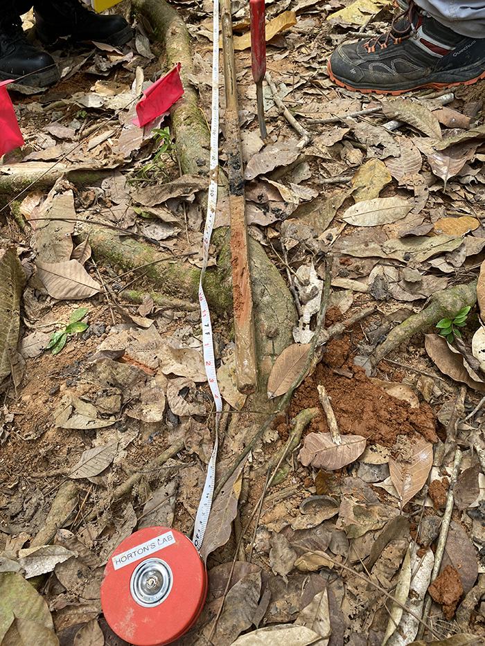 Measuring the length of a cross-sectioned core at Pulau Ubin (Source: Cheryl Han/Earth Observatory of Singapore)