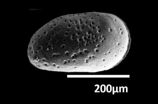 Tiny Crustaceans that Record Changes in Water Quality and Pollution