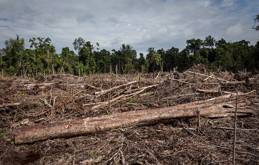 The production of palm oil can lead to widespread deforestation (Source: Ulet Ifansasti/ Getty)