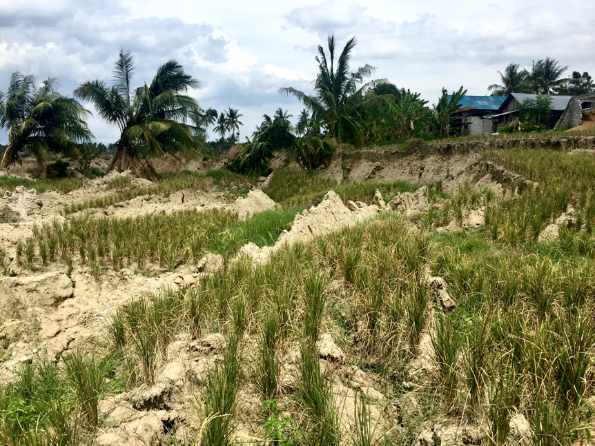 Tilted palm trees and broken remnants of rice paddies in the Palu Valley lateral spreading area (Source: Gilles Brocard/University of Sydney)