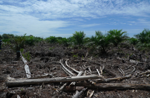 What are the Benefits of Sustainable Palm Oil?