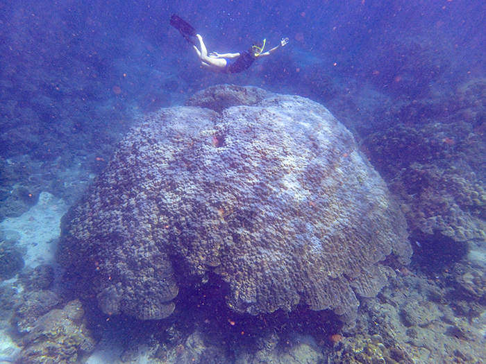A massive Porites coral in Phuket, Thailand (Source: Molly Moynihan/Earth Observatory of Singapore)