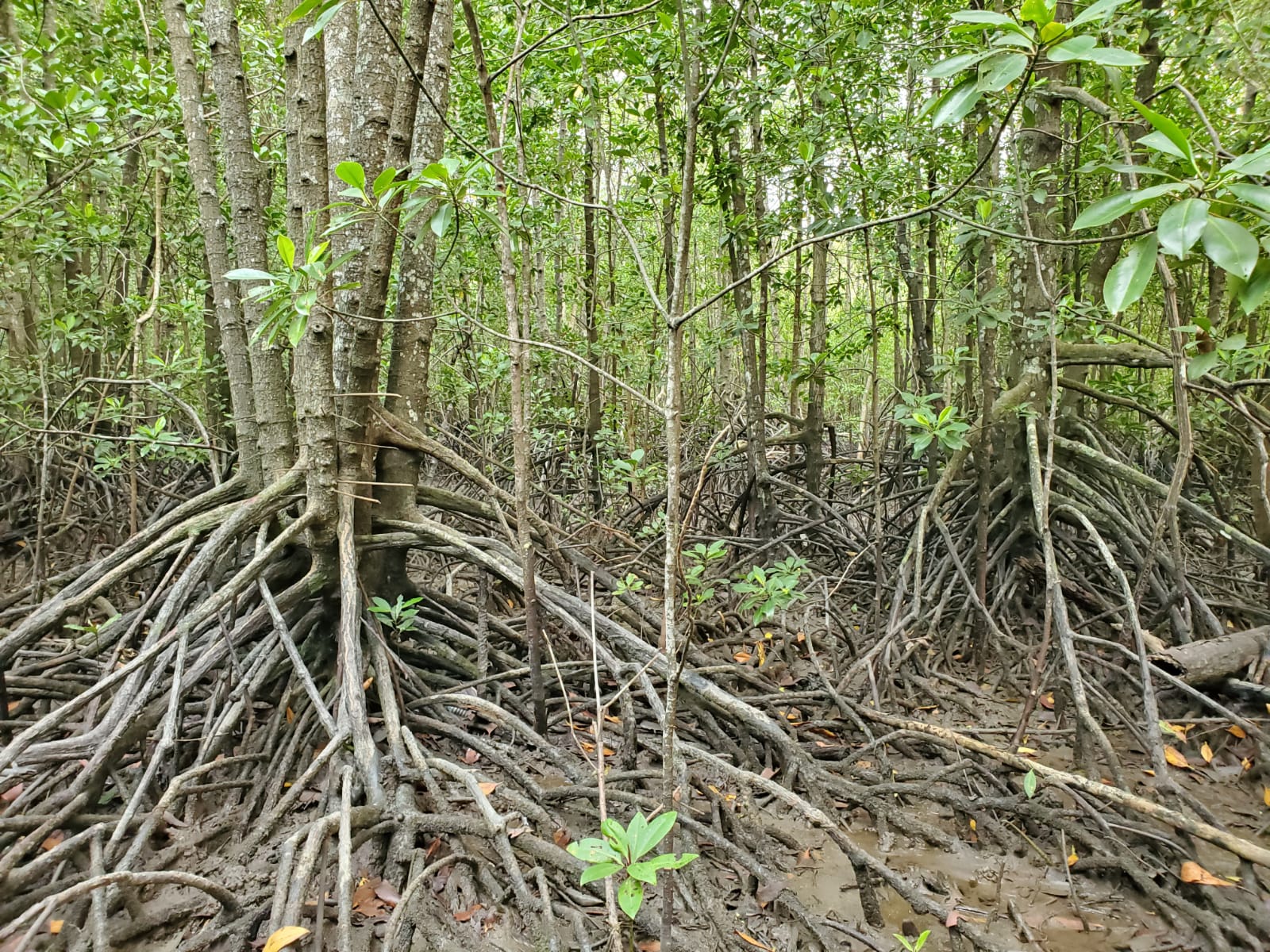 Mangroves, such as this one in Pulau Ubin in Singapore, reduce wave energy and help preserve the coasts from erosion. They can also reduce the impacts from some natural hazards such as tsunamis (Source: Tim Shaw/ Earth Observatory of Singapore) Mangroves, such as this one in Pulau Ubin in Singapore, reduce wave energy and help preserve the coasts from erosion. They can also reduce the impacts from some natural hazards such as tsunamis (Source: Tim Shaw/ Earth Observatory of Singapore)