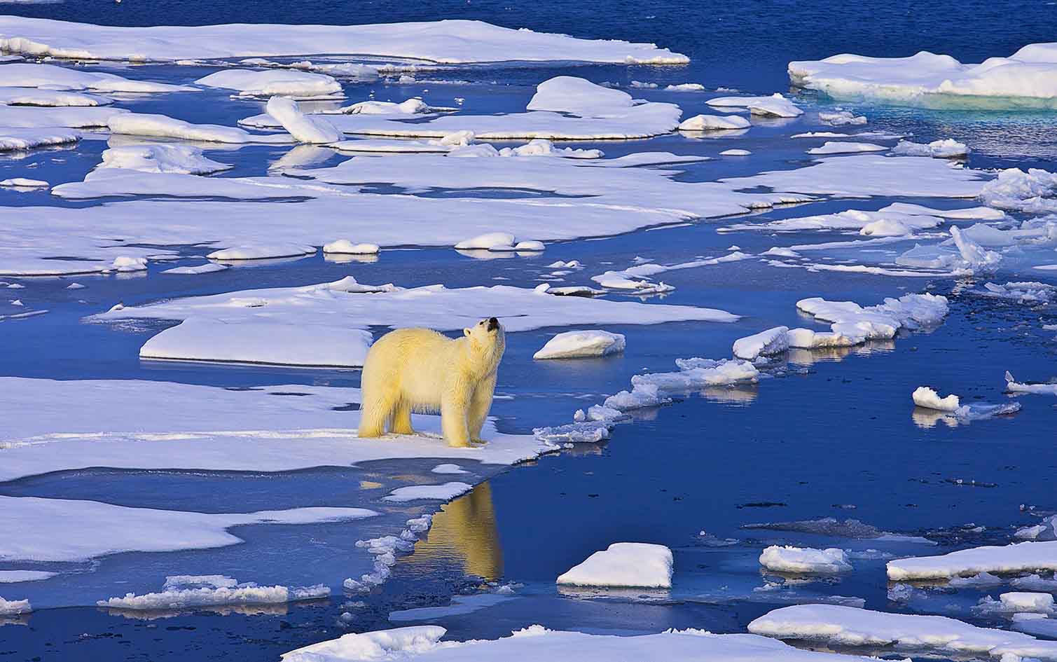 In a warming climate, polar bears face a new world with fewer options. Temperatures here are rising faster than any other place on Earth. Water is becoming too acidic, ice levels have reached record lows, and surface temperatures continue to rise (Source: Foo Pu Wen)