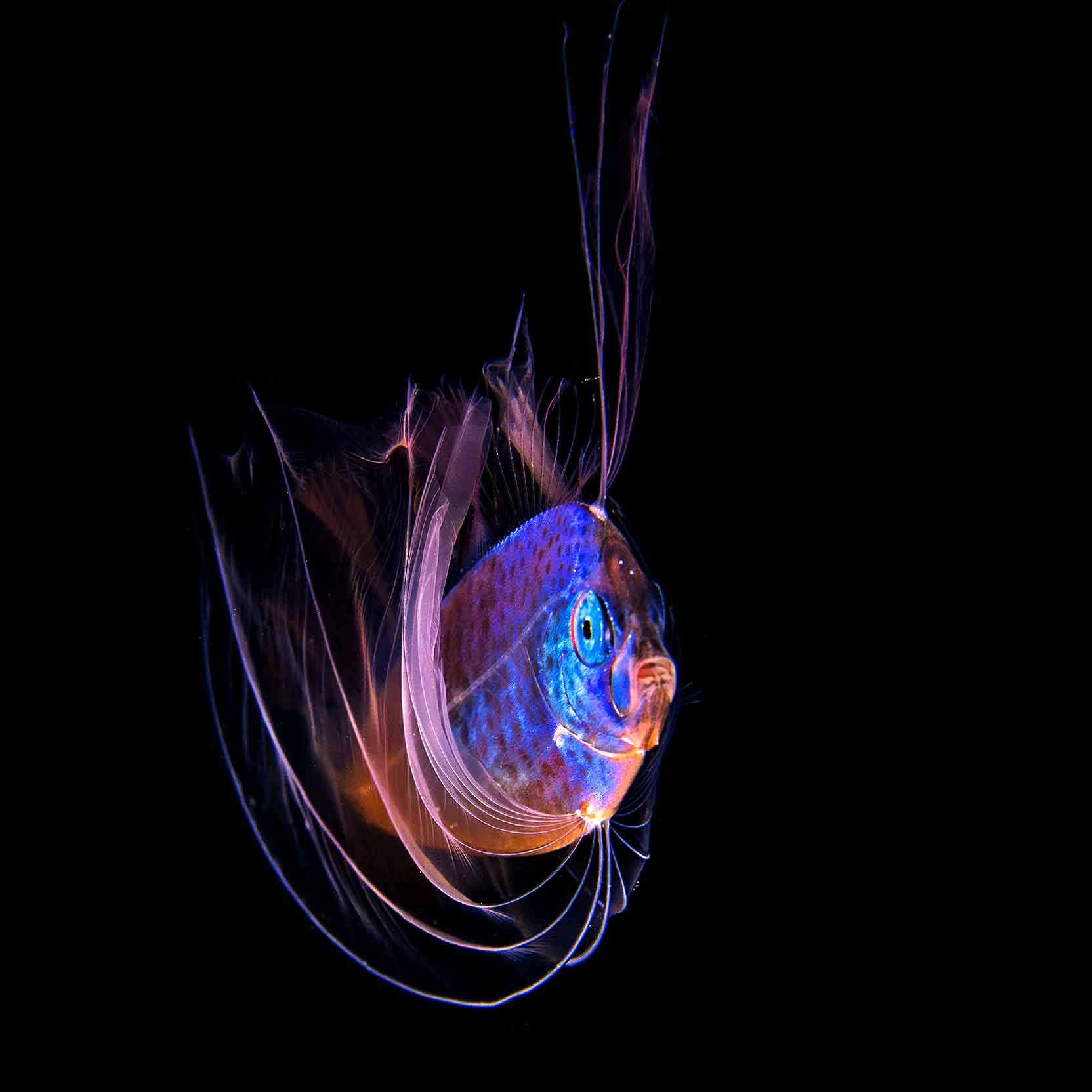 The spectacular larval ribbonfish, photographed for the first time in Indonesian waters. Ribbonfish live in deep water, between 200 to 1,000 metres in depth (Source: Michael Aw)