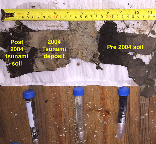 Sampling of the tsunami sands left behind in Thailand by the devastating 2004 Indian Ocean tsunami. Comparing these deposits with a deposit from a local storm showed a clear difference in microbial community between the tsunami and storm deposits (Source: Adam Switzer/ NTU). Sampling of the tsunami sands left behind in Thailand by the devastating 2004 Indian Ocean tsunami. Comparing these deposits with a deposit from a local storm showed a clear difference in microbial community between the tsunami and storm deposits (Source: Adam Switzer/ NTU).