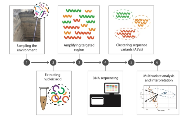 A schematic diagram of the environmental DNA metabarcoding approach applied in this study (Source: Wenshu Yap) A schematic diagram of the environmental DNA metabarcoding approach applied in this study (Source: Wenshu Yap)