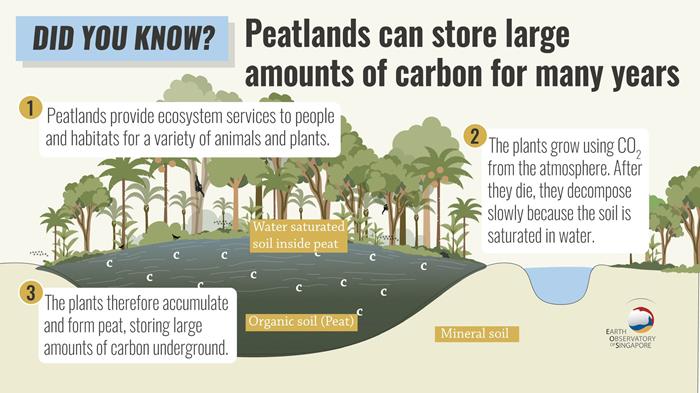 How peatlands store large amounts of carbon (Source: Earth Observatory of Singapore)