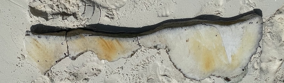 First slab of fossil coral (Maldives - Lin Ke_Bernie Wei Ken Wee